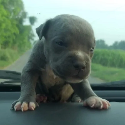Pitbull Price in Pune | Pitbull Puppies for sale in Pune