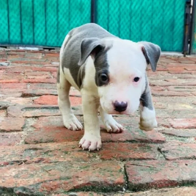 Pitbull Price in Noida | Pitbull Puppies for sale in Noida
