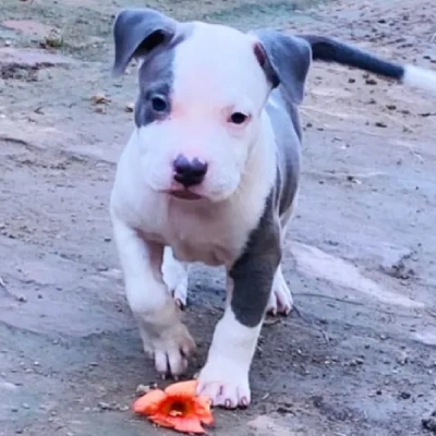 Pitbull Price in Pune | Pitbull Puppies for sale in Pune