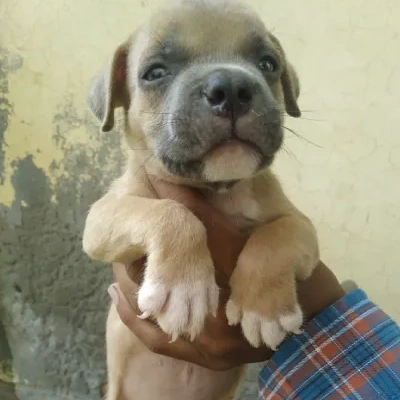 Pitbull Price in Noida | Pitbull Puppies for sale in Noida