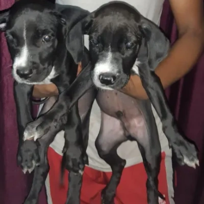 Pitbull Price in Pune | Pitbull Puppies for sale in Pune