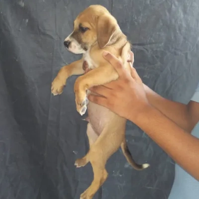 Pitbull Price in Pune | Pitbull Puppies for sale in Pune