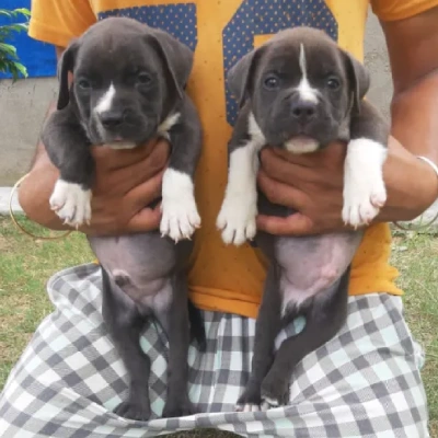 Pitbull Price in Noida | Pitbull Puppies for sale in Noida