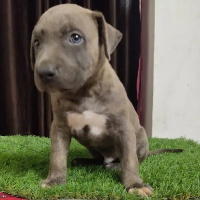 Pitbull Price in Surat | Pitbull Puppies for sale in Surat