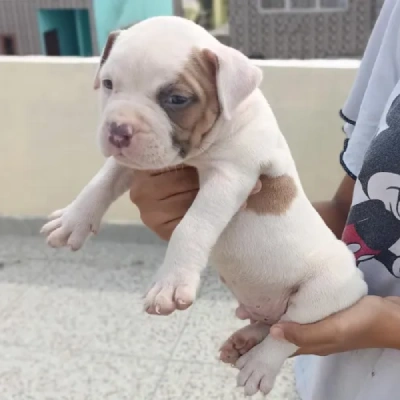 Pitbull Price in Pune | Pitbull Puppies for sale in Pune