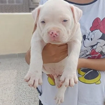 Pitbull Price in Surat | Pitbull Puppies for sale in Surat