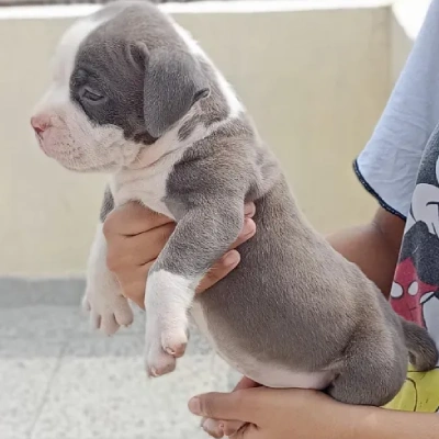Pitbull Price in Noida | Pitbull Puppies for sale in Noida
