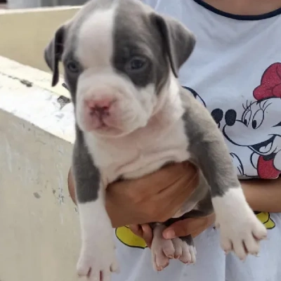 Pitbull Price in Noida | Pitbull Puppies for sale in Noida
