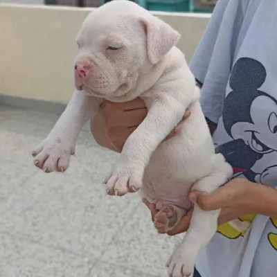 Pitbull Price in Noida | Pitbull Puppies for sale in Noida