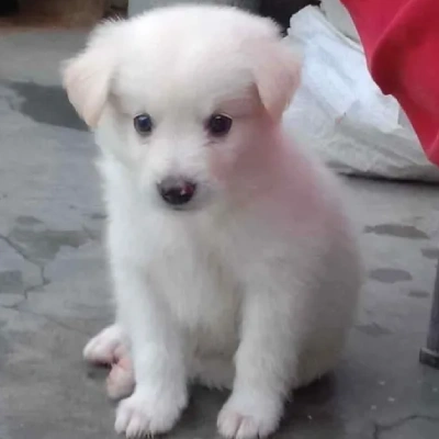 Pomeranian Price in Noida | Pomeranian Puppies for sale in Noida