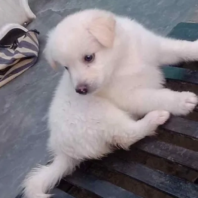 Pomeranian Price in Noida | Pomeranian Puppies for sale in Noida