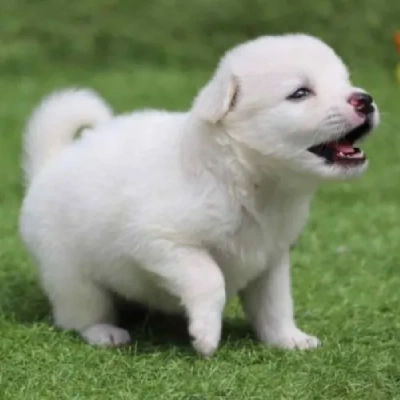 Pomeranian Price in Noida | Pomeranian Puppies for sale in Noida
