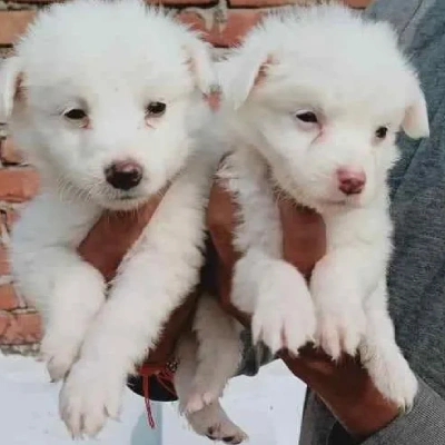 Pomeranian Price in Noida | Pomeranian Puppies for sale in Noida