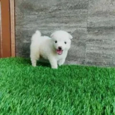 Pomeranian Price in Noida | Pomeranian Puppies for sale in Noida