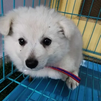 Pomeranian Price in Pune | Pomeranian Puppies for sale in Pune