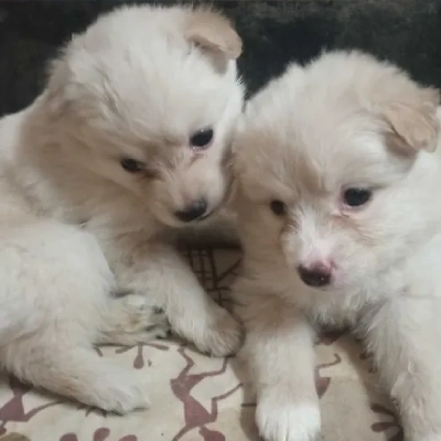 Pomeranian Price in Chennai | Pomeranian Puppies for sale in Chennai