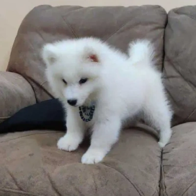 Pomeranian Price in Surat | Pomeranian Puppies for sale in Surat