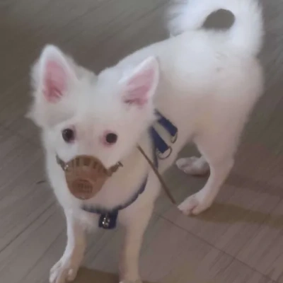 Pomeranian Price in Chennai | Pomeranian Puppies for sale in Chennai