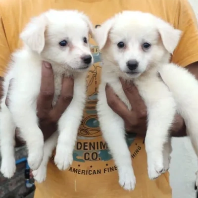 Pomeranian Price in Surat | Pomeranian Puppies for sale in Surat