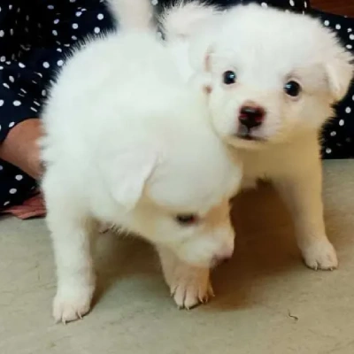 Pomeranian Price in Surat | Pomeranian Puppies for sale in Surat