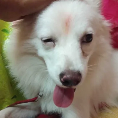 Pomeranian Price in Surat | Pomeranian Puppies for sale in Surat