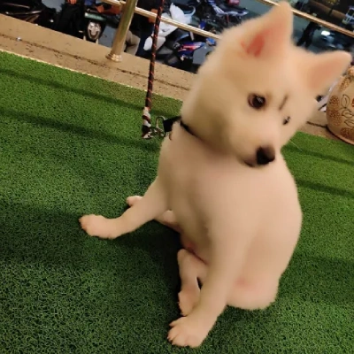 Pomeranian Price in Noida | Pomeranian Puppies for sale in Noida