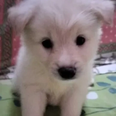 Pomeranian Price in Noida | Pomeranian Puppies for sale in Noida