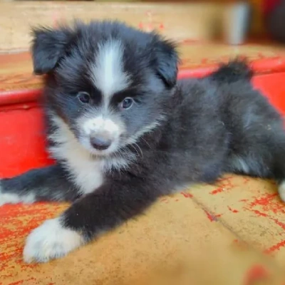 Pomeranian Price in Noida | Pomeranian Puppies for sale in Noida