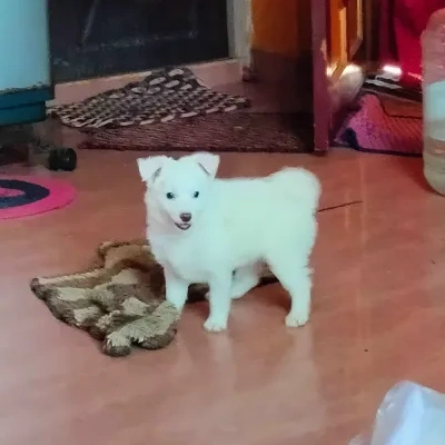 Pomeranian Price in Pune | Pomeranian Puppies for sale in Pune
