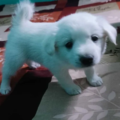 Pomeranian Price in Noida | Pomeranian Puppies for sale in Noida