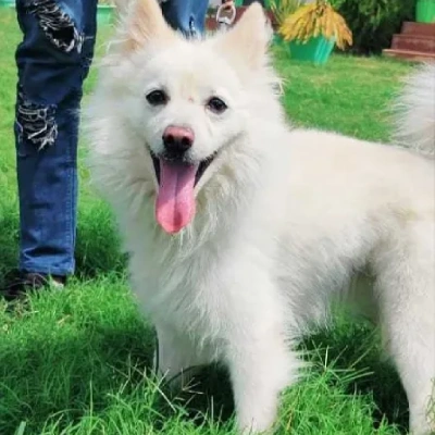 Pomeranian Price in Pune | Pomeranian Puppies for sale in Pune