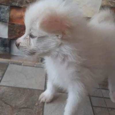 Pomeranian Price in Chennai | Pomeranian Puppies for sale in Chennai