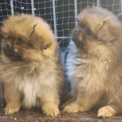 Pomeranian Price in Noida | Pomeranian Puppies for sale in Noida