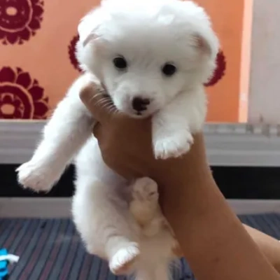 Pomeranian Price in Chennai | Pomeranian Puppies for sale in Chennai