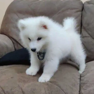 Pomeranian Price in Surat | Pomeranian Puppies for sale in Surat