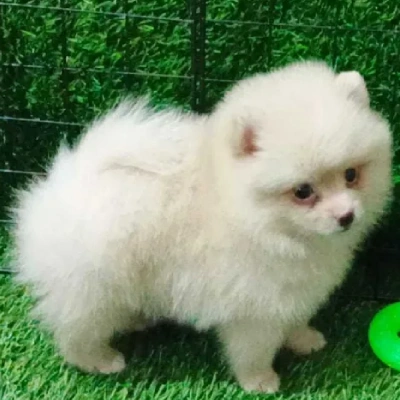 Pomeranian Price in Surat | Pomeranian Puppies for sale in Surat