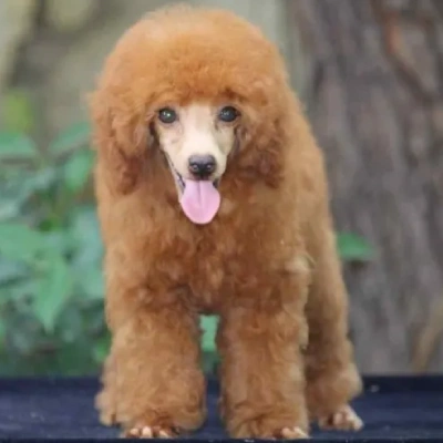 Toy Poodle Price in Noida | Toy Poodle Puppies for sale in Noida