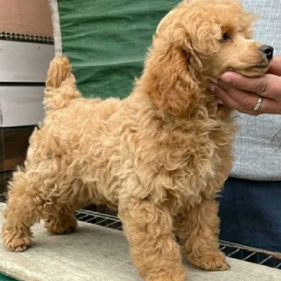Toy Poodle Price in Visakhapatnam | Toy Poodle Puppies for sale in Visakhapatnam