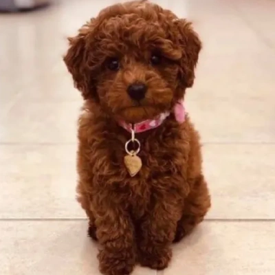 Toy Poodle Price in Noida | Toy Poodle Puppies for sale in Noida