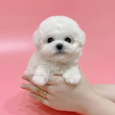 Toy Poodle Price in Delhi | Toy Poodle Puppies for sale in Delhi