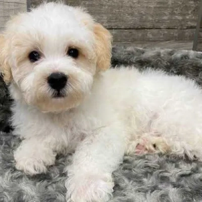 Toy Poodle Price in Visakhapatnam | Toy Poodle Puppies for sale in Visakhapatnam