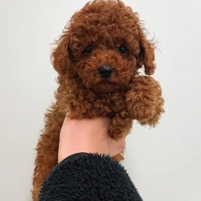Toy Poodle Price in Noida | Toy Poodle Puppies for sale in Noida