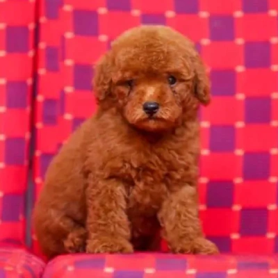Toy Poodle Price in Visakhapatnam | Toy Poodle Puppies for sale in Visakhapatnam