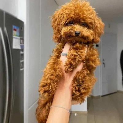 Toy Poodle Price in Noida | Toy Poodle Puppies for sale in Noida