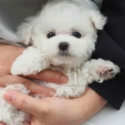 Toy Poodle Price in Noida | Toy Poodle Puppies for sale in Noida