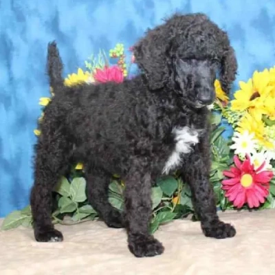 Toy Poodle Price in Noida | Toy Poodle Puppies for sale in Noida