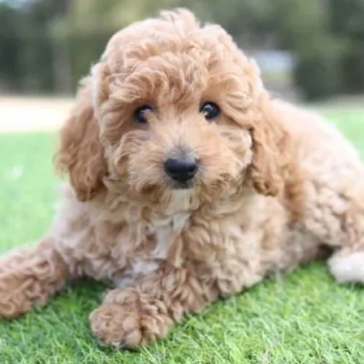 Toy Poodle Price in Delhi | Toy Poodle Puppies for sale in Delhi