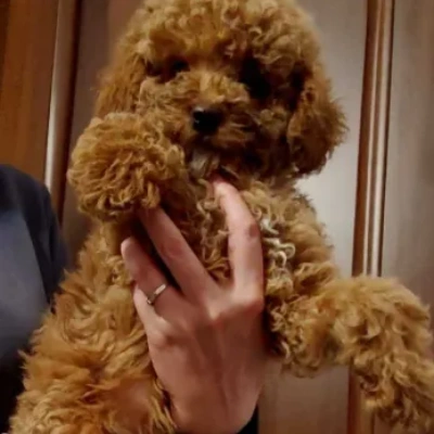 Toy Poodle Price in Visakhapatnam | Toy Poodle Puppies for sale in Visakhapatnam