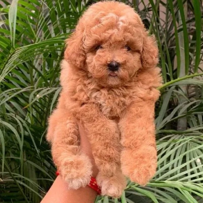 Toy Poodle Price in Visakhapatnam | Toy Poodle Puppies for sale in Visakhapatnam