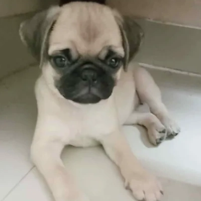 Pug Price in Noida | Pug Puppies for sale in Noida